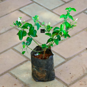 Mogra / Jasmine Plant/nithya-mallige