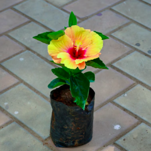 Hibiscus / Gudhal Dwarf Flowering Plant