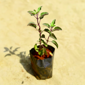 Shyama Tulsi Plant (Krishna Tulsi)