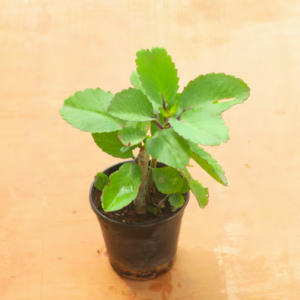 Kalanchoe Pinnata / Patharchatta Medicinal Plant