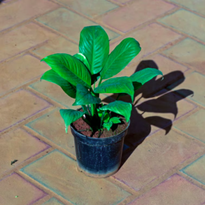 Peace Lily Plant (Spathiphyllum)