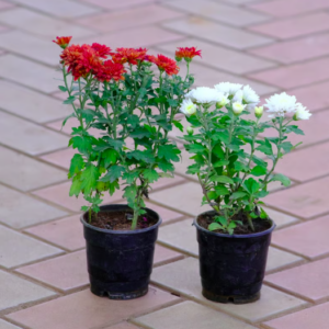 Set of 2 – Chrysanthemum / Shevanti / Guldawari