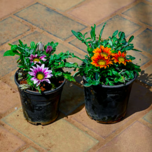 Set of 2 - Gazania Flowering Plants