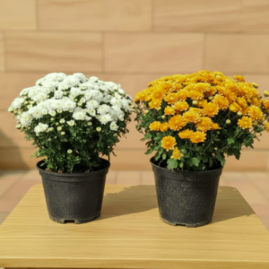 Chrysanthemum / Shevanti / Guldawari Flowering Plant