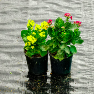 Set of 2 - Kalanchoe (Any Colour)