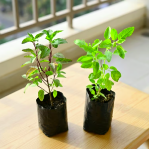 Tulsi Parampara Pack – Set of 2 Tulsi Plants (Rama & Shyama)