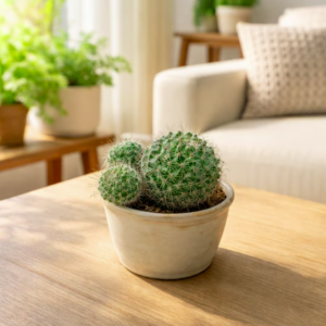 Green Barrel Cactus