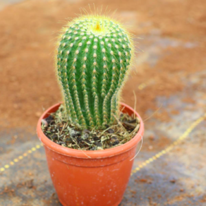 Succulent C-25