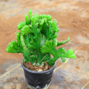 Succulent C-26