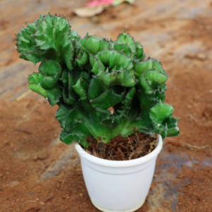 Succulent C-21