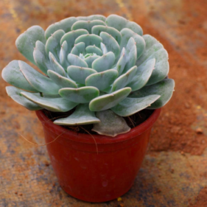 Succulent C-6