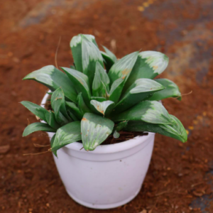 Succulent C-7