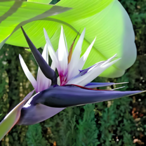 Bird of Paradise White