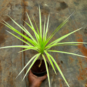 Dracaena Green Variegated Plant