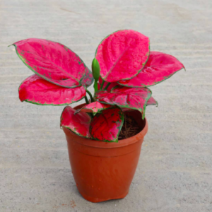 Aglaonema Pink Plant