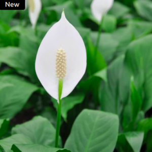 Peace Lily Plant (Spathiphyllum)
