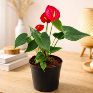 Anthurium Red Flowering Plant