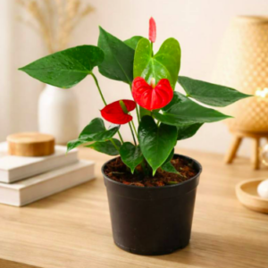 Anthurium Orange Flowering Plant