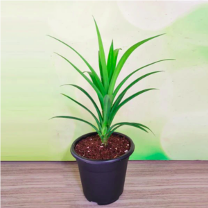 Pandanus amaryllifolius(Basmati Plant)