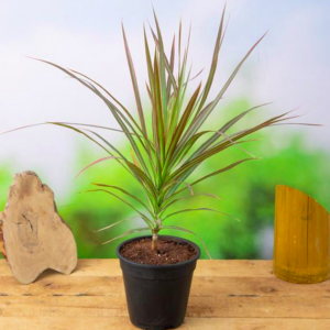 Dracaena draco (Dragon Tree)