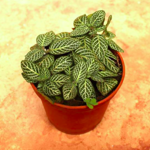 Fittonia (Nerve Plant)