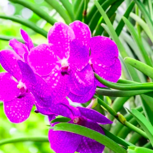 Orchids Plant