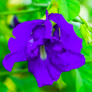 Clitoria ternatea (Shankh Pushpi / Butterfly Pea Plant)