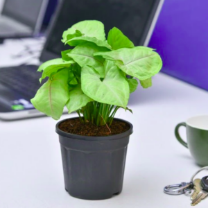 Syngonium Bronze Plant