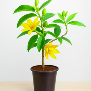 Kenda Sampige (Golden Champaca) Plant