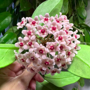 Hoya Plant
