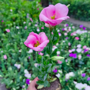Lisianthus Plant