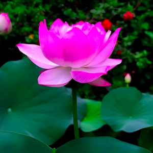Water Lily Plant