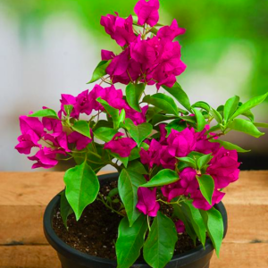 Bougainvillea