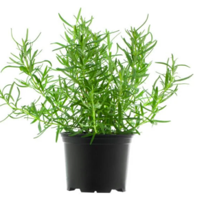 Rosemary Plant