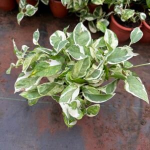 Enjoy pothos (small size )