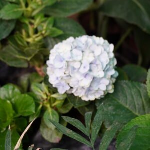 Hydrangea, Mophead Hydrangea