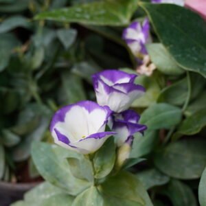 Lisianthus, Prairie Gentian