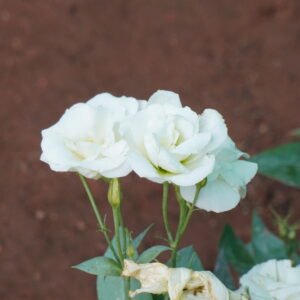 White Lisianthus, Prairie Gentian