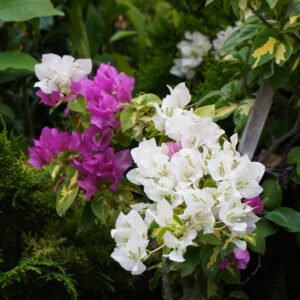 White Variegated Bougainvillea