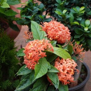Orange Ixora, Jungle Geranium