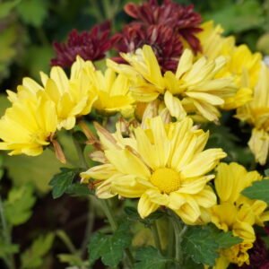 Yellow Chrysanthemum ,  ಸೇವಂತಿಗೆ