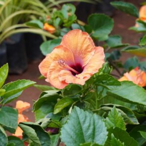 Orange Hibiscus , ದಾಸವಾಳ