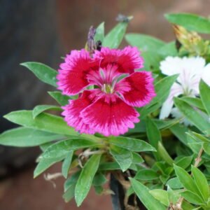 Red Dianthus ಡಿಯಾಂಥಸ್