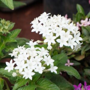White Pentas , ಪೆಂಟಾಸ್