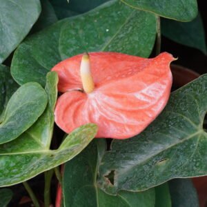 Anthurium (Orange)