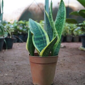 Snake Plant 'Golden Hahnii' (Dracaena trifasciata 'Golden Hahnii'),