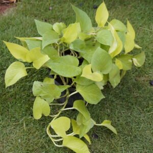 Neon Pothos (Epipremnum aureum 'Neon') Money Plant