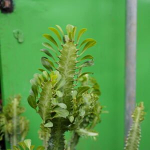 Euphorbia Trigona (asthalakshmi plant )