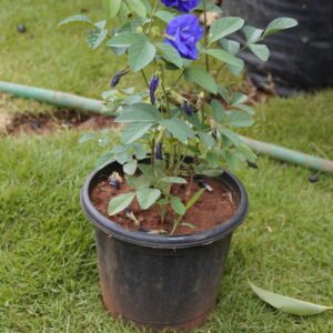 Butterfly Pea (Clitoria ternatea) – Shankhapushpa-Multi-Layer