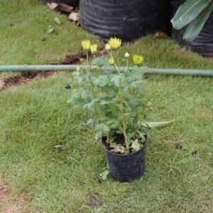 Chrysanthemum Purple
